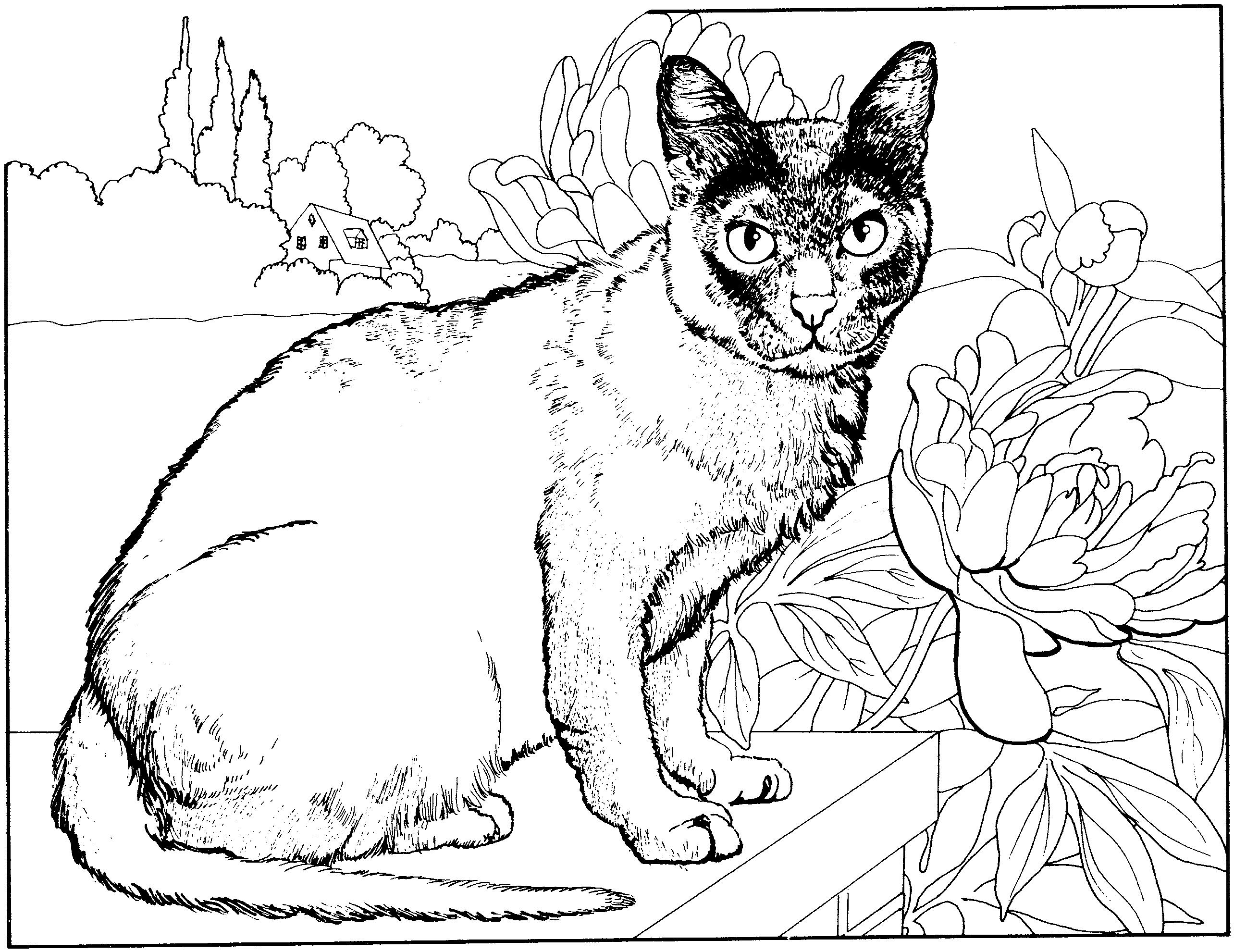 Раскраска Кошка рядом с большим цветком