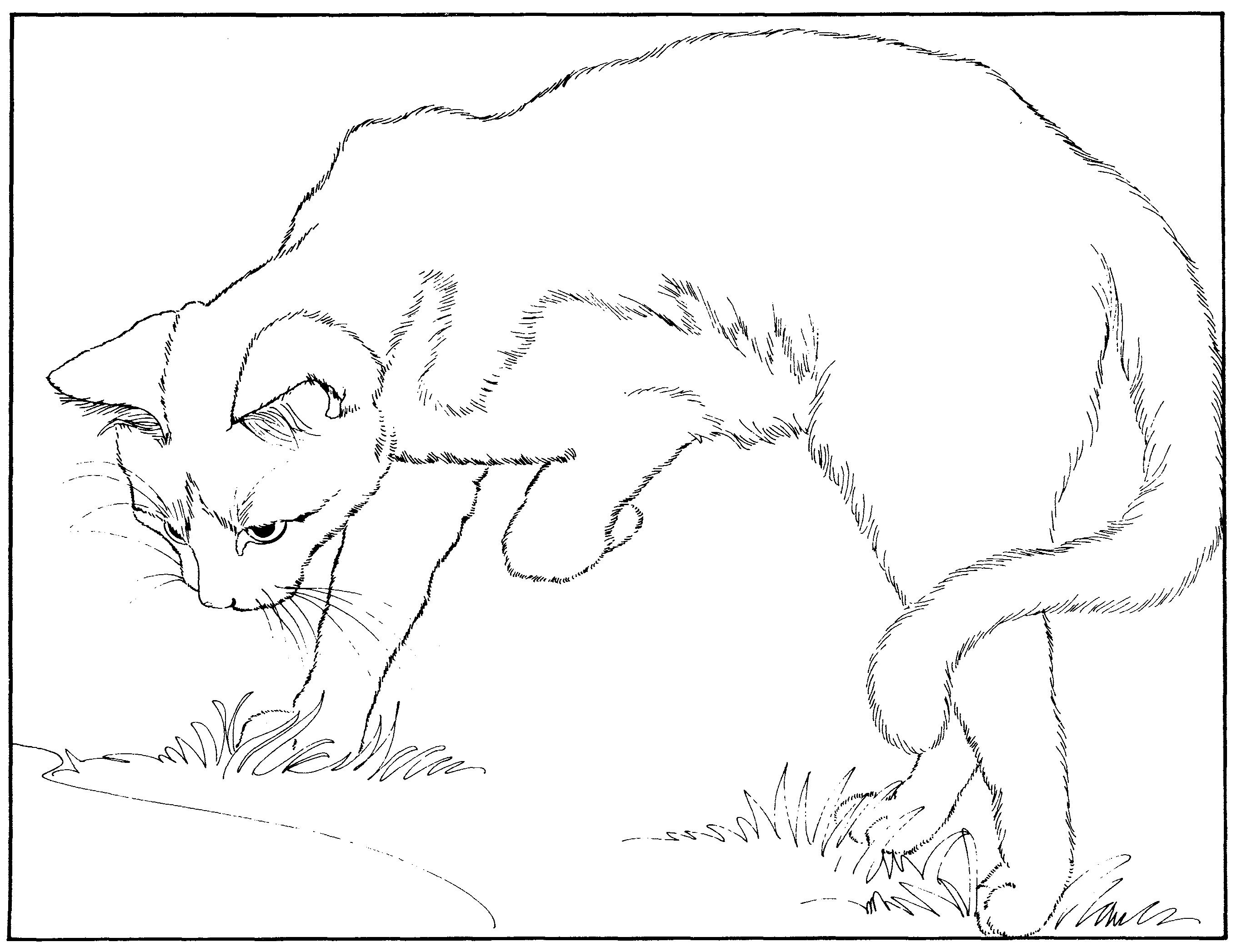 Раскраска Любопытная кошка