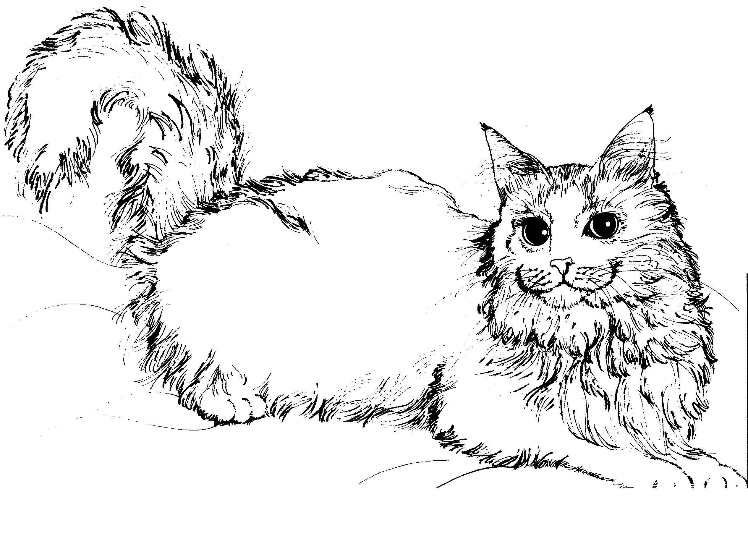 Раскраска Озорной пушистый кот
