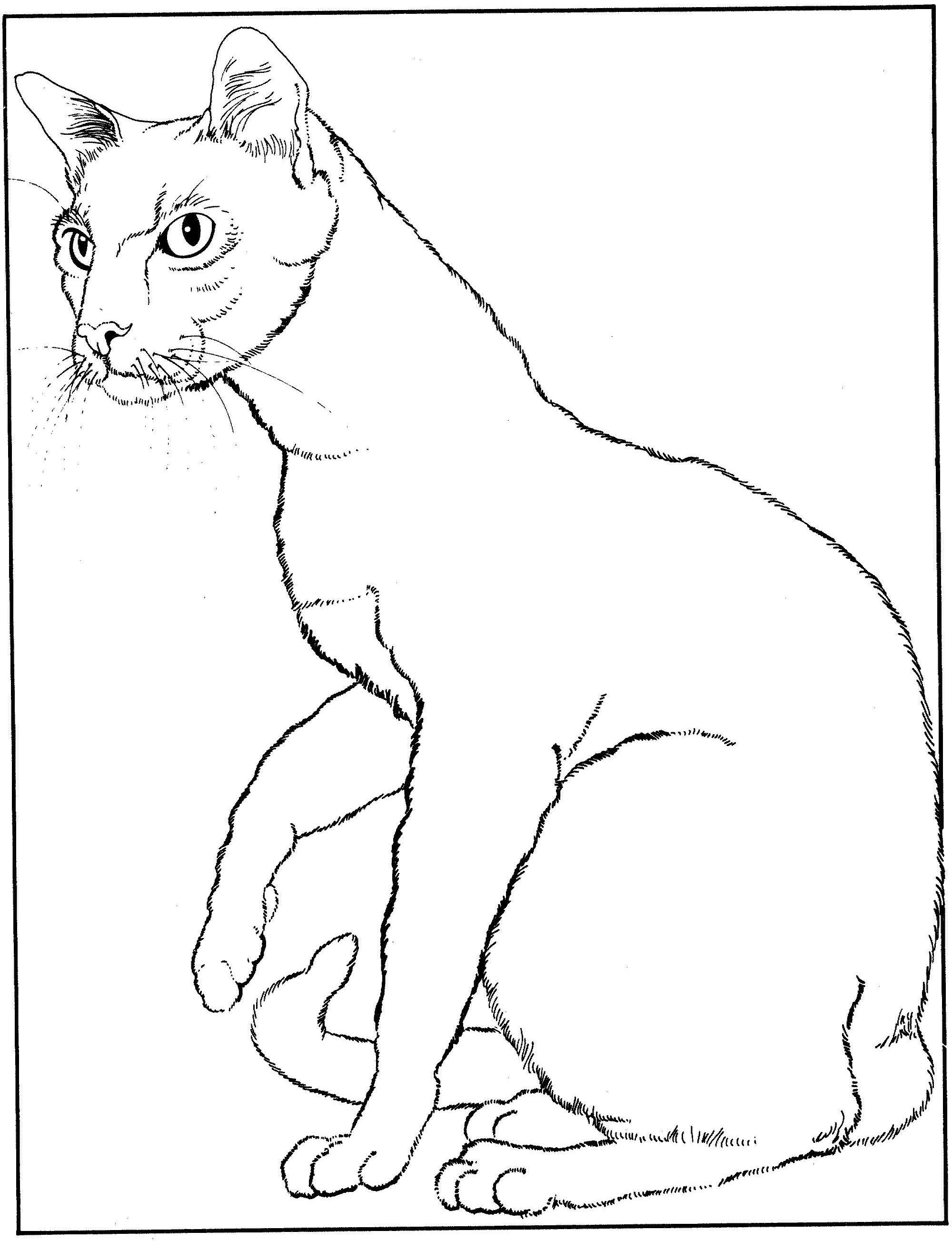 Раскраска Напряженная кошка