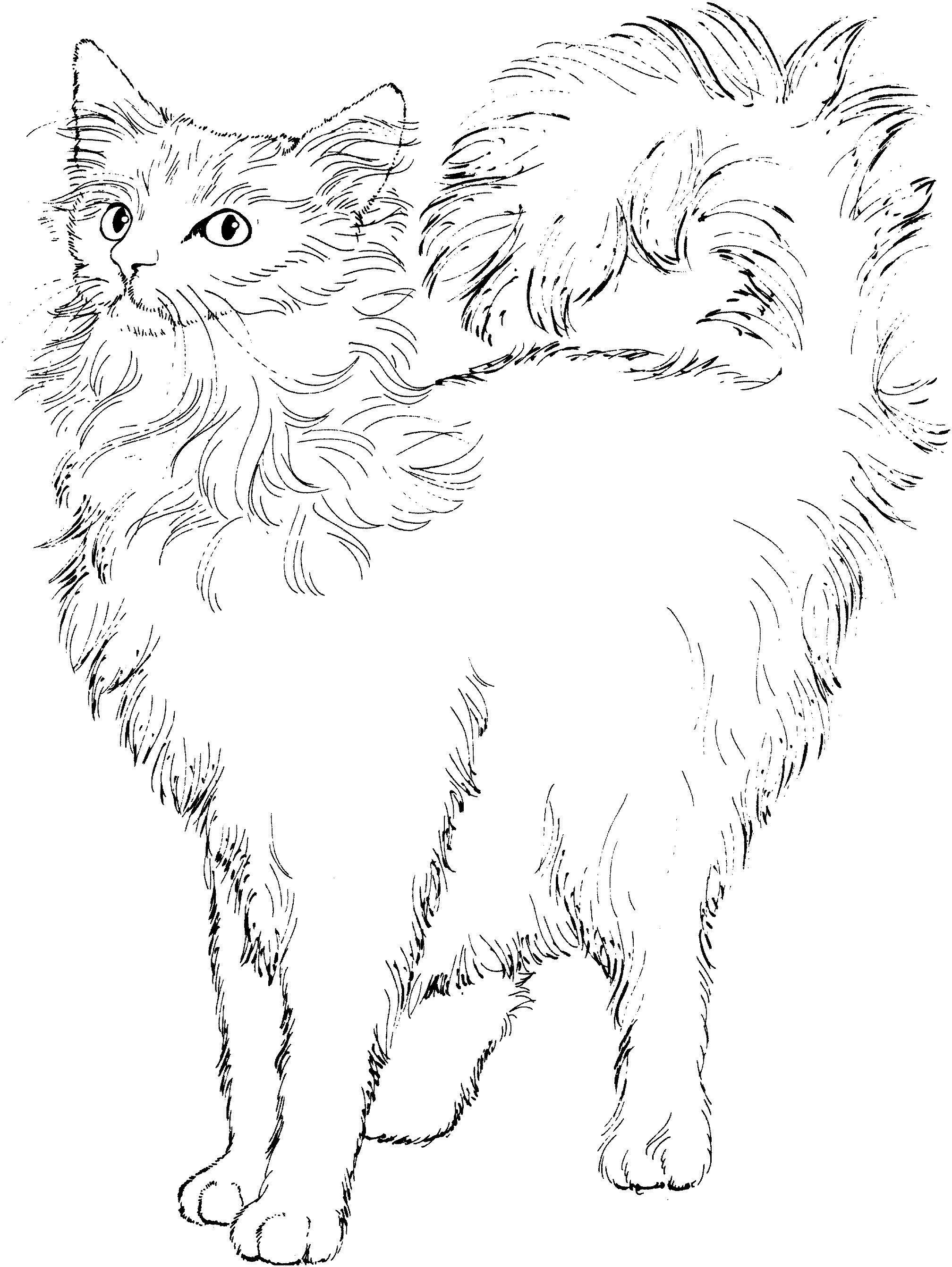 Раскраска Лохматый кот