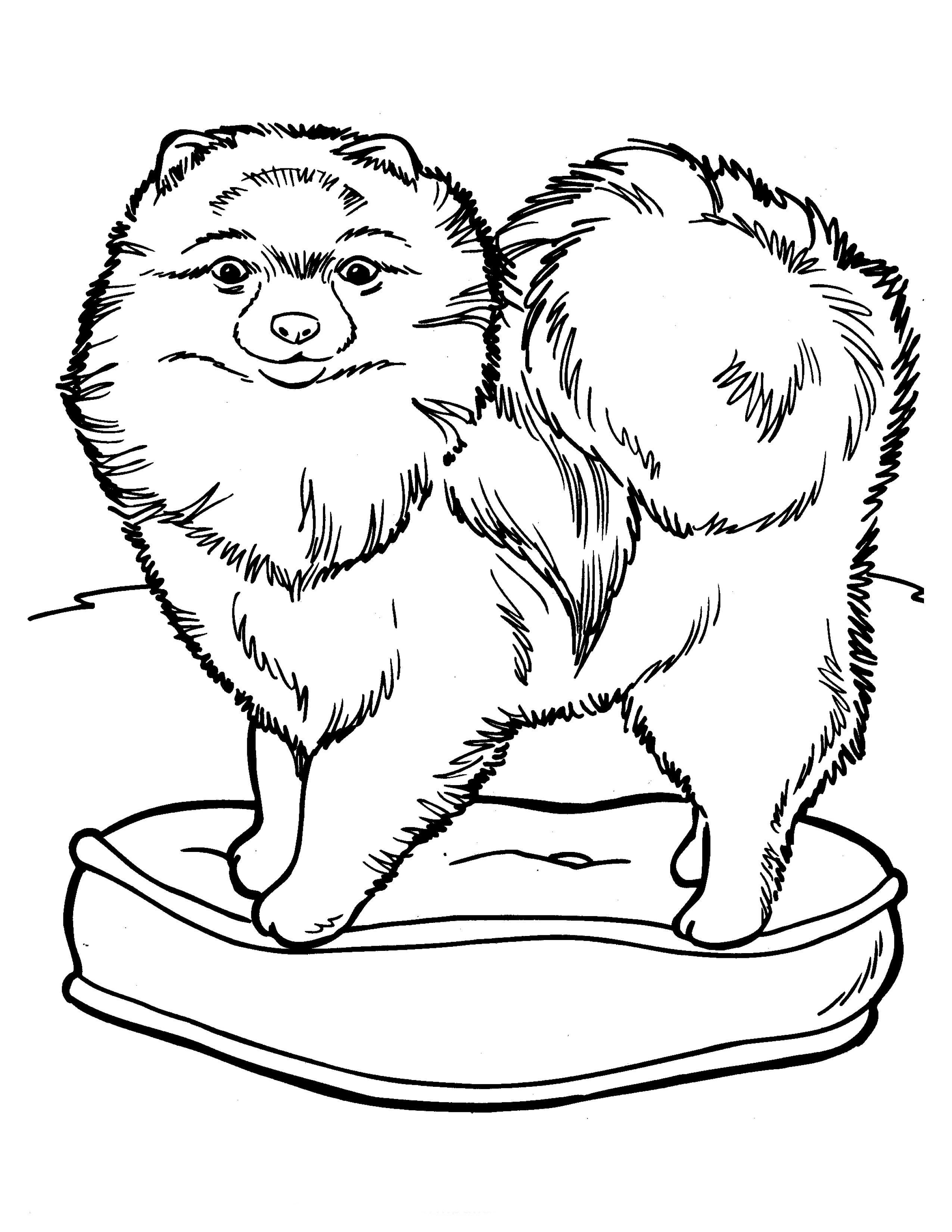 Раскраска Собака померанский шпиц