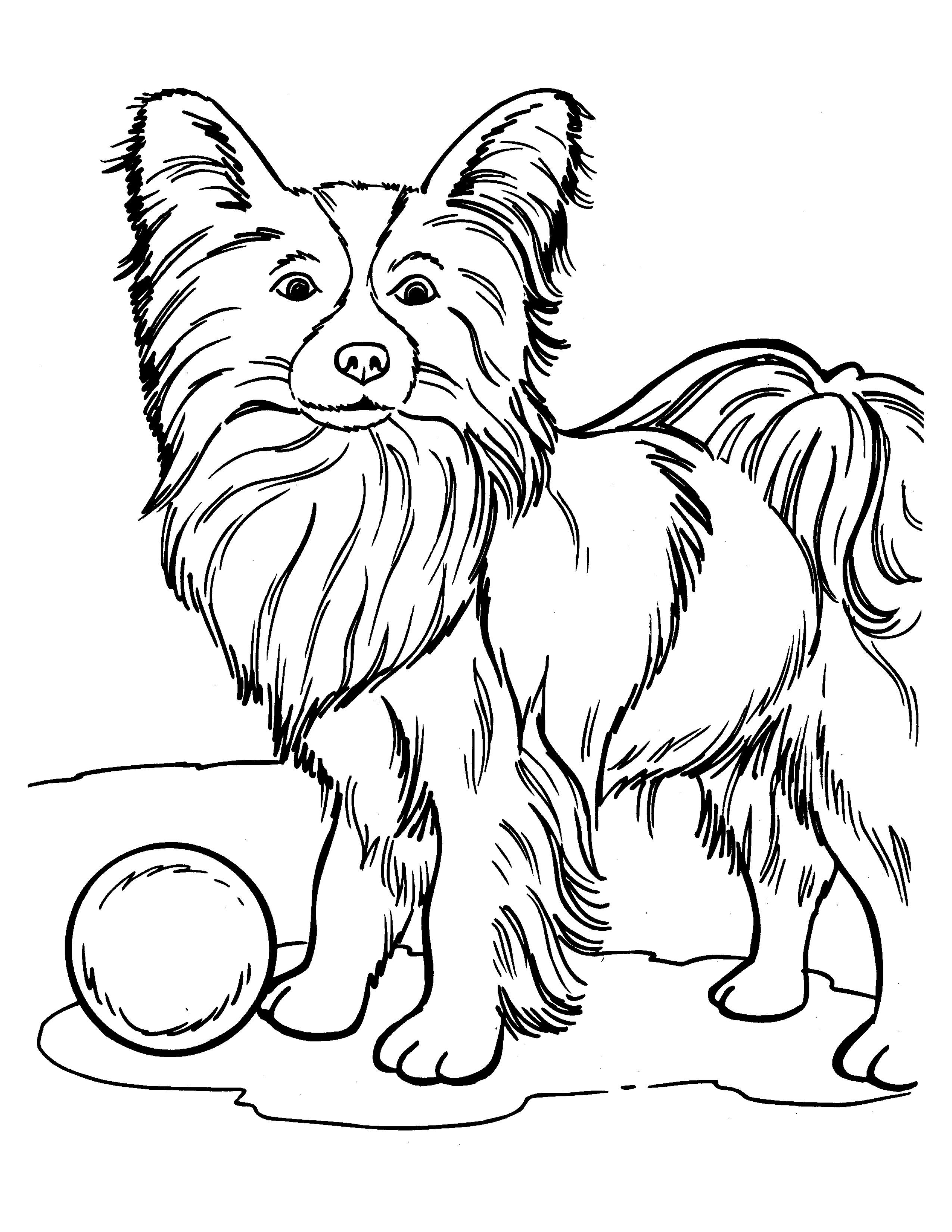 Раскраска Собака Йоркширский терьер и мяч