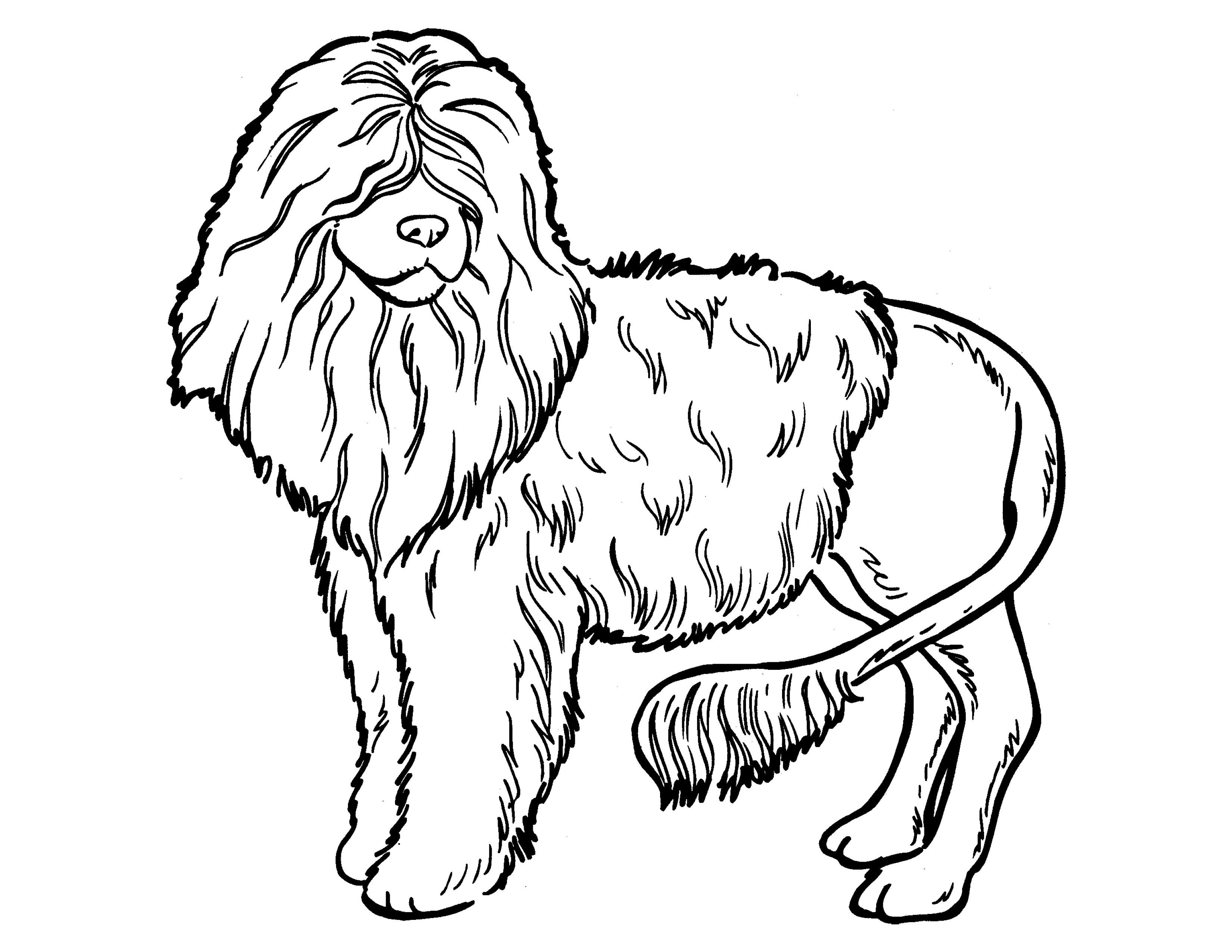 Раскраска Собака с необычной стрижкой