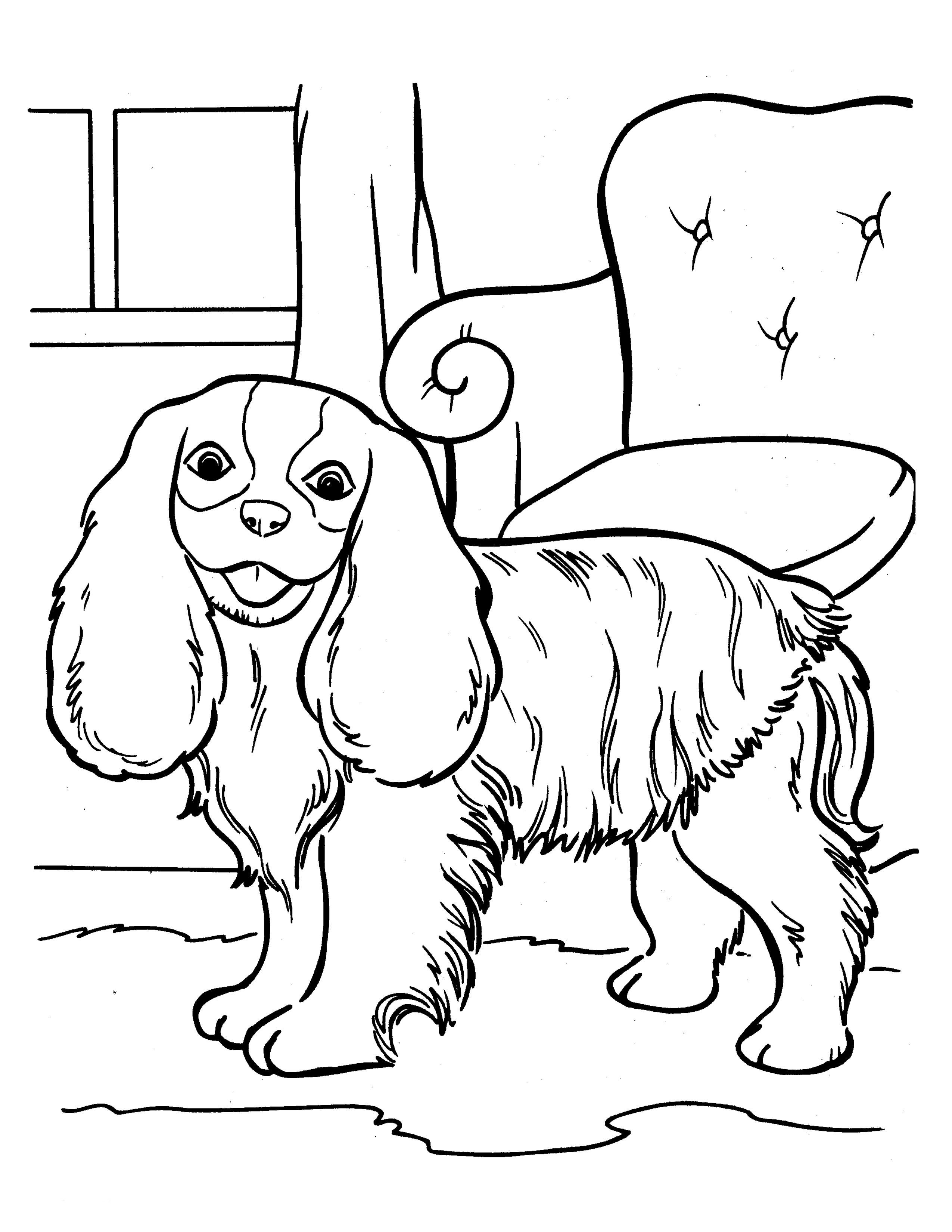 Раскраска Собака кинг-чарльз-спаниель у кресла