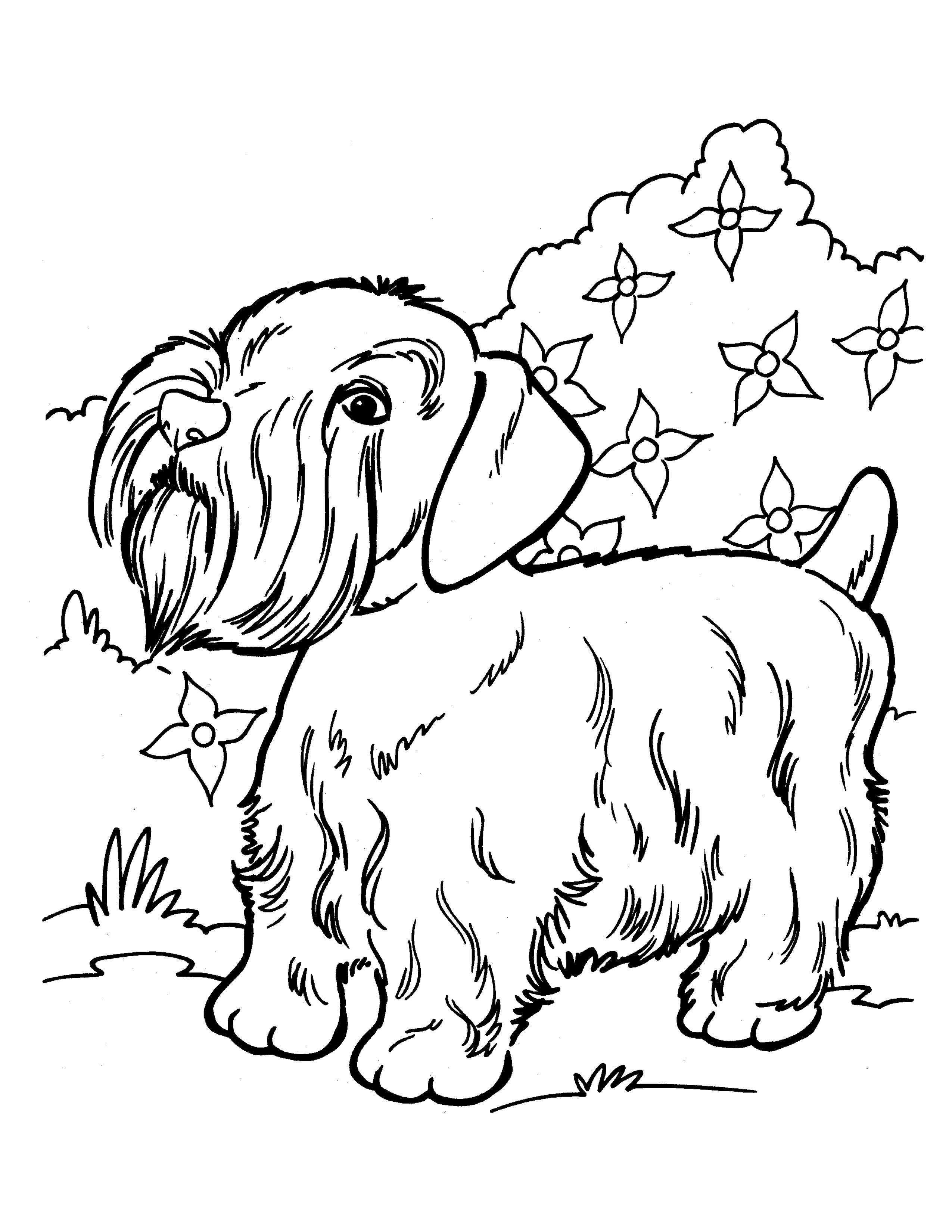 Раскраска Собака цвергшнауцер в саду