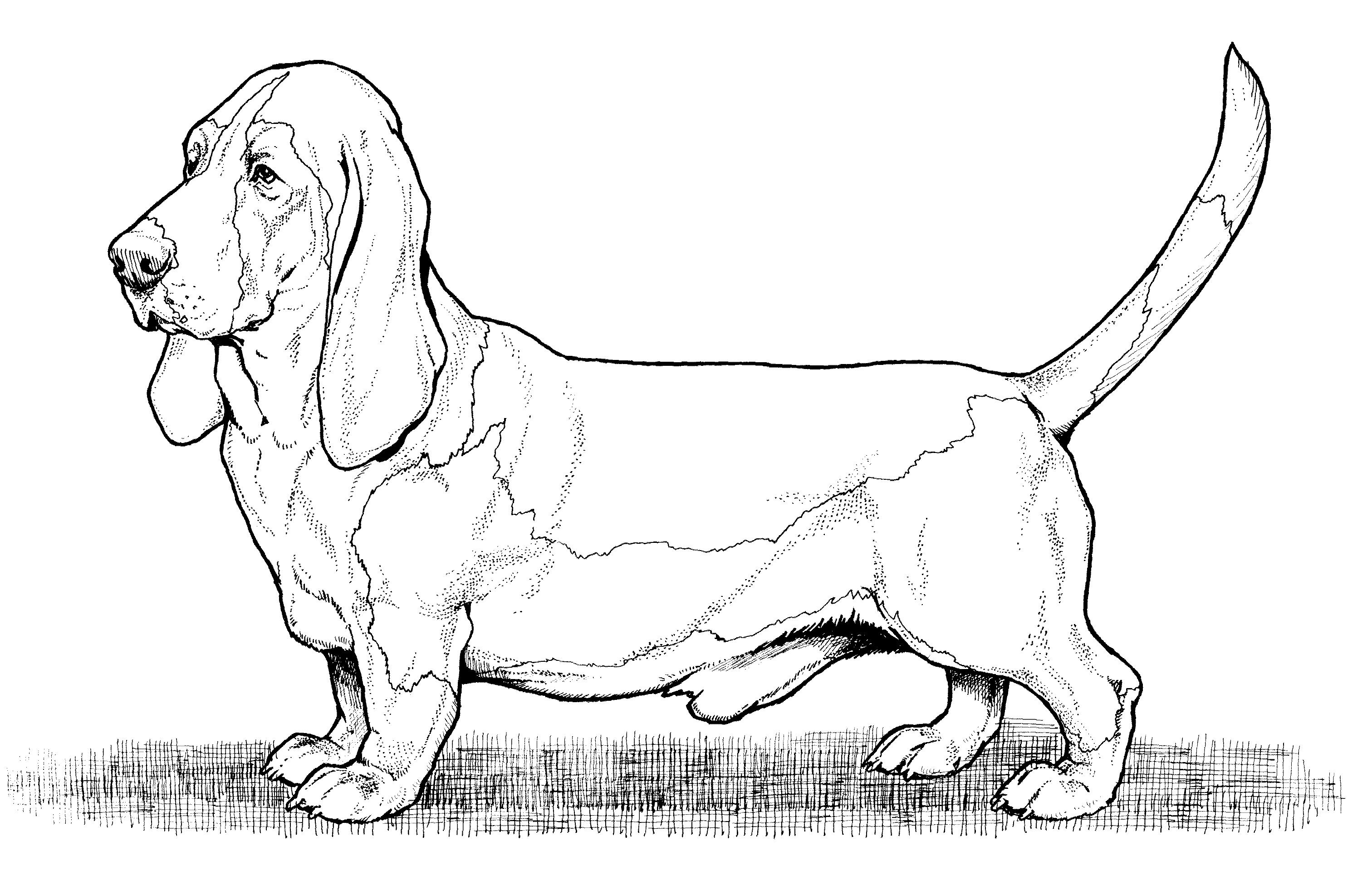 Раскраска Собака гончая бассет-хаунд
