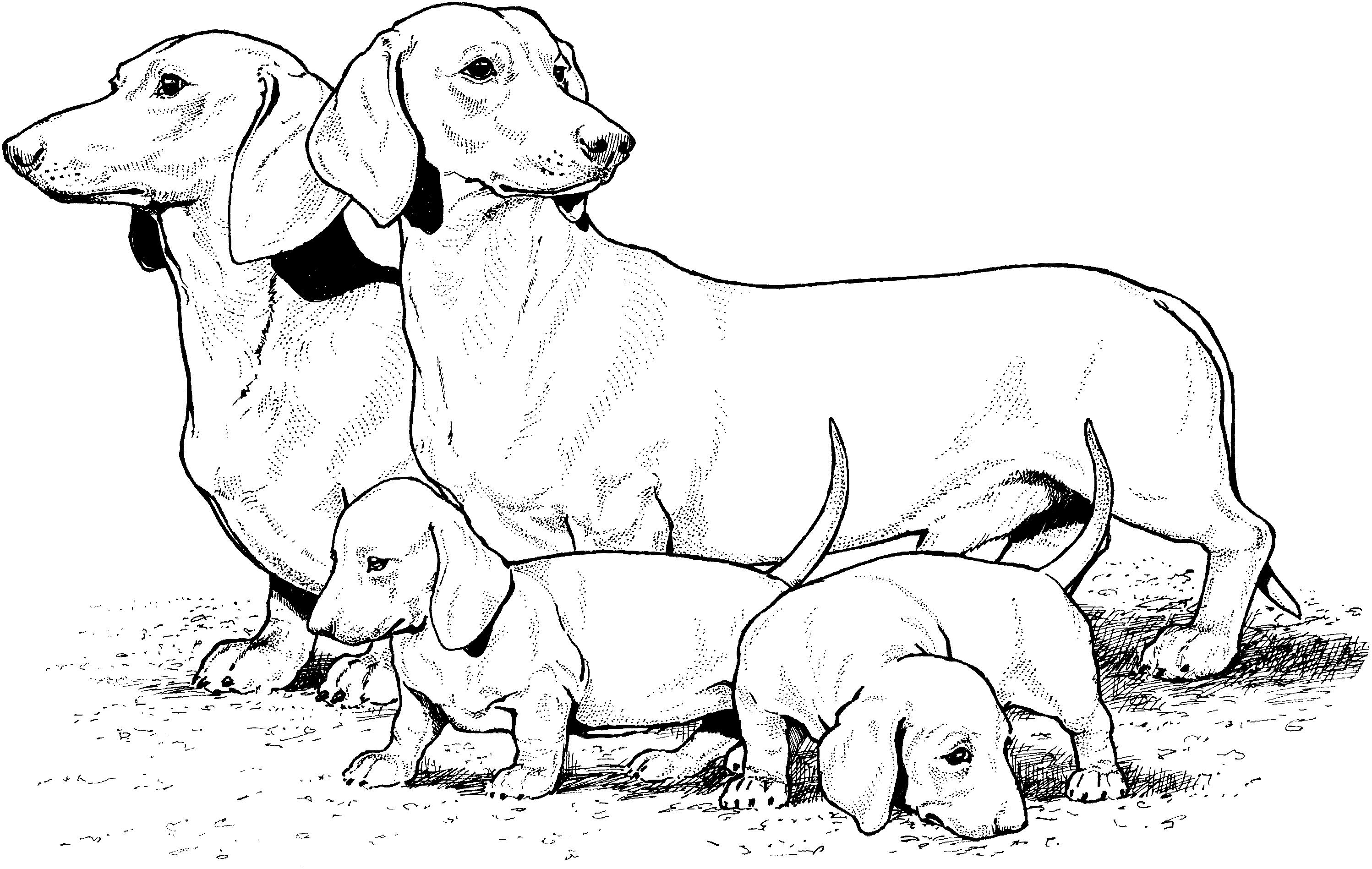 Раскраска Собака такса со щенками