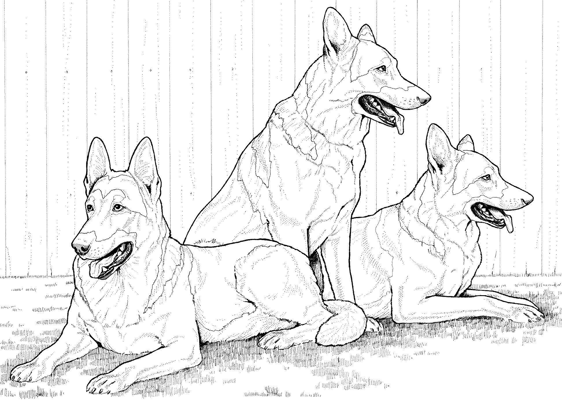 Раскраска Три собаки овчарки