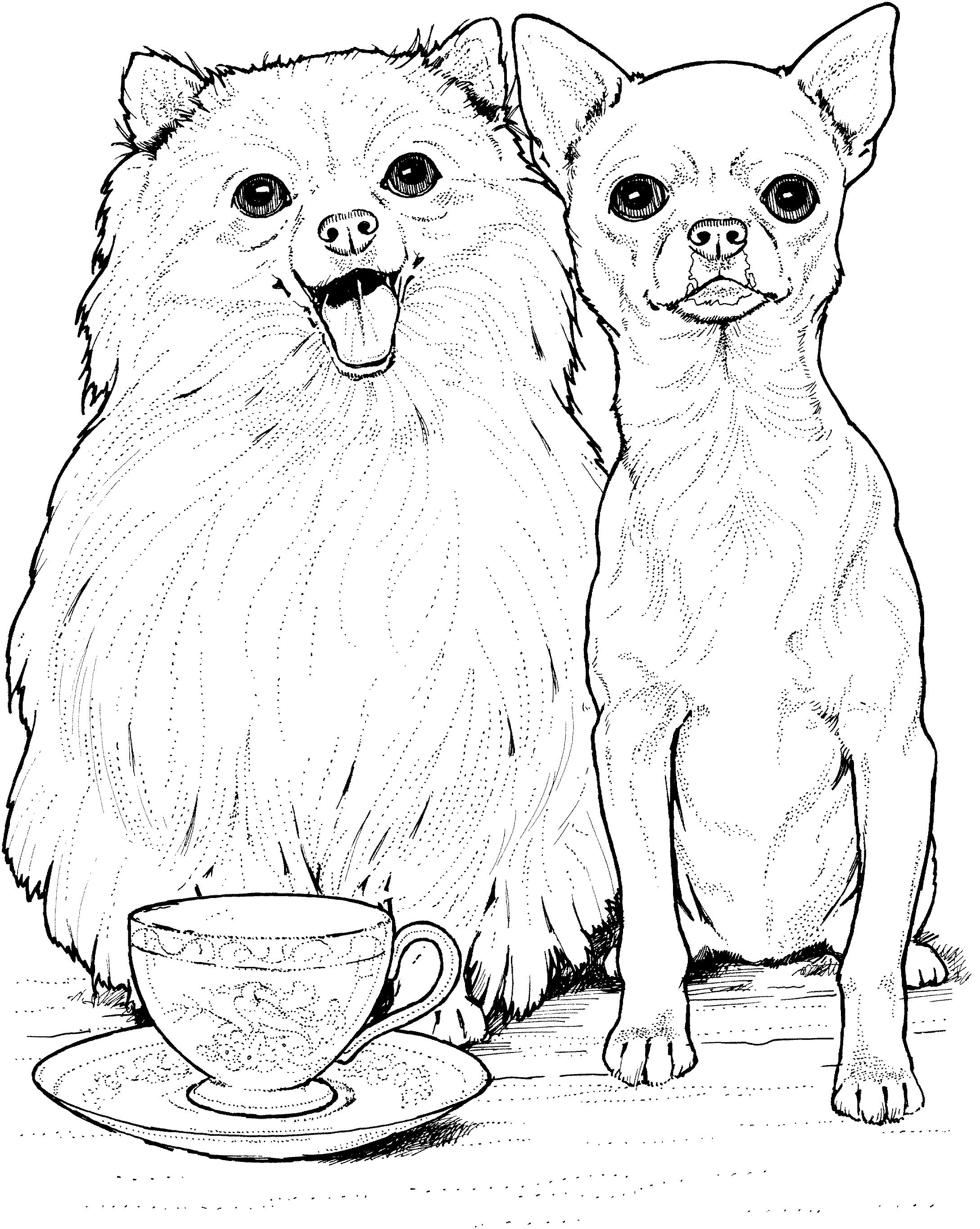 Раскраска Собаки чихуахуа и шпиц