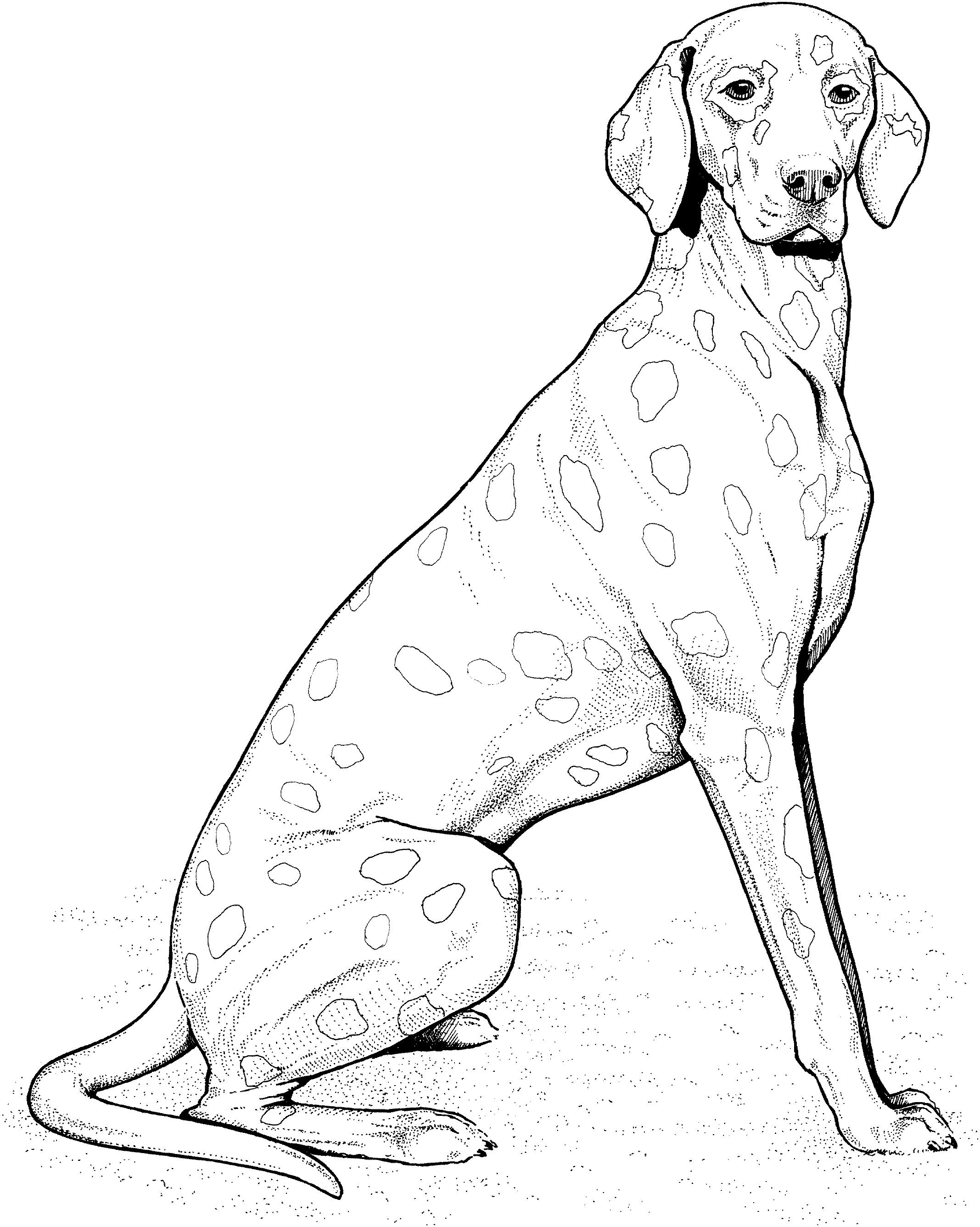 Раскраска Леопардовая собака Катахулы