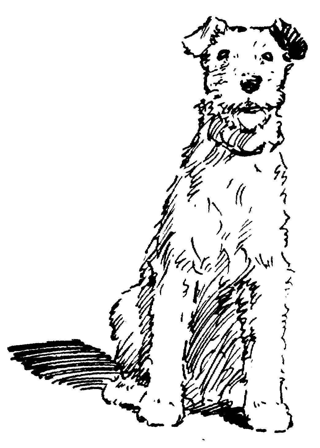 Раскраска Собака с черным ухом