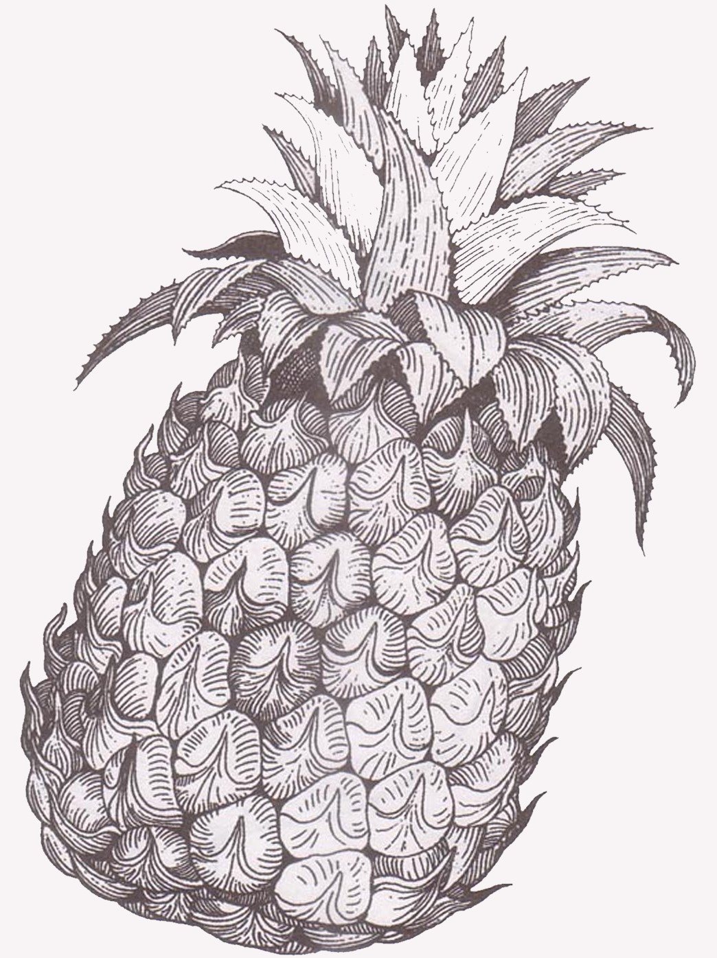 Раскраска ананас