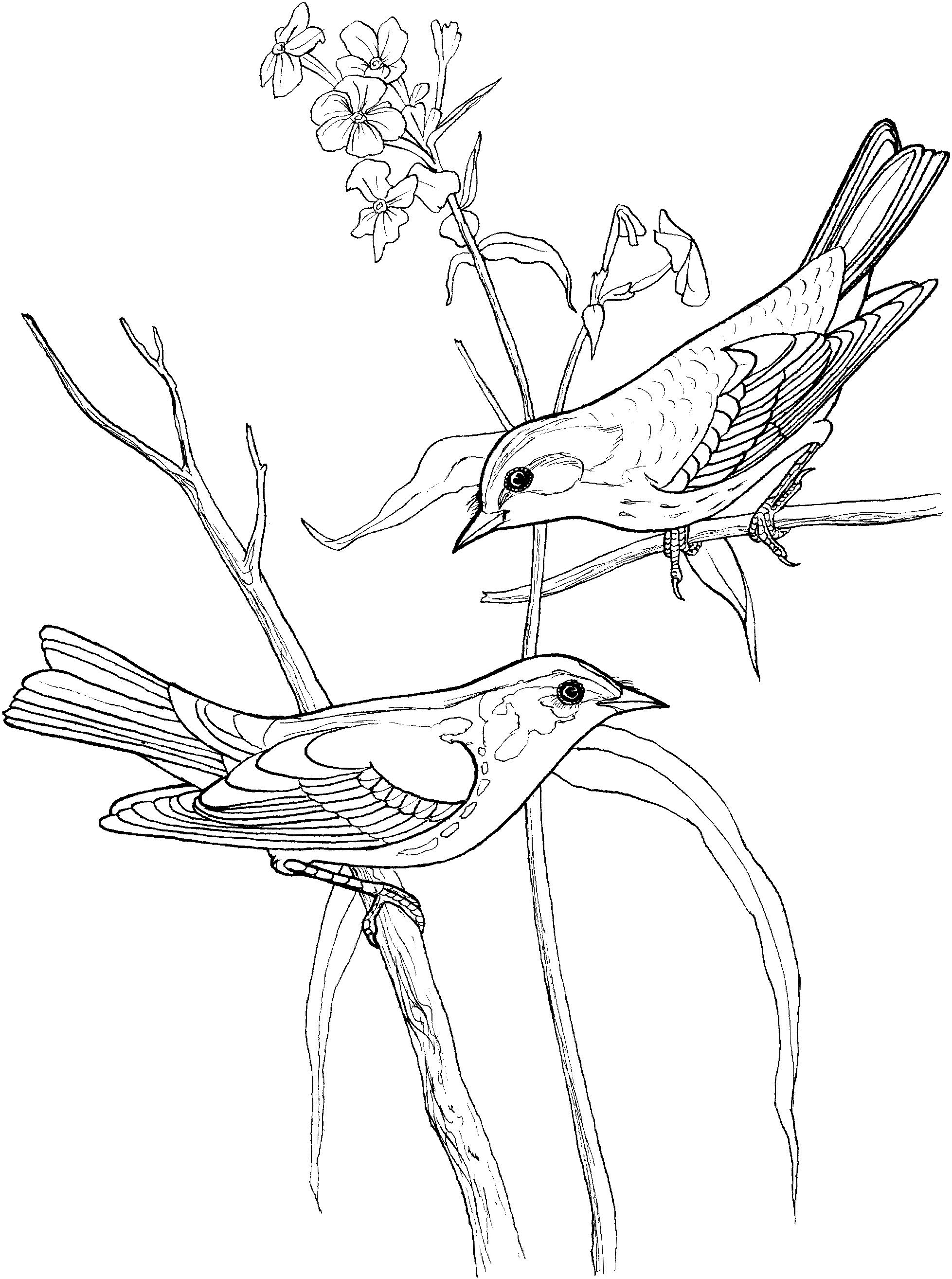 раскраска птица еловый лесной певун