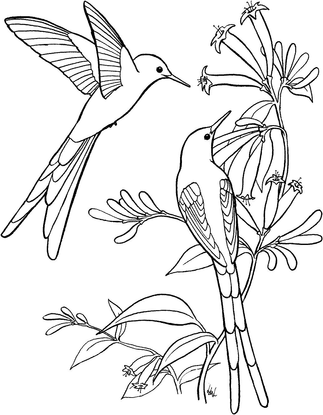 раскраска колибри