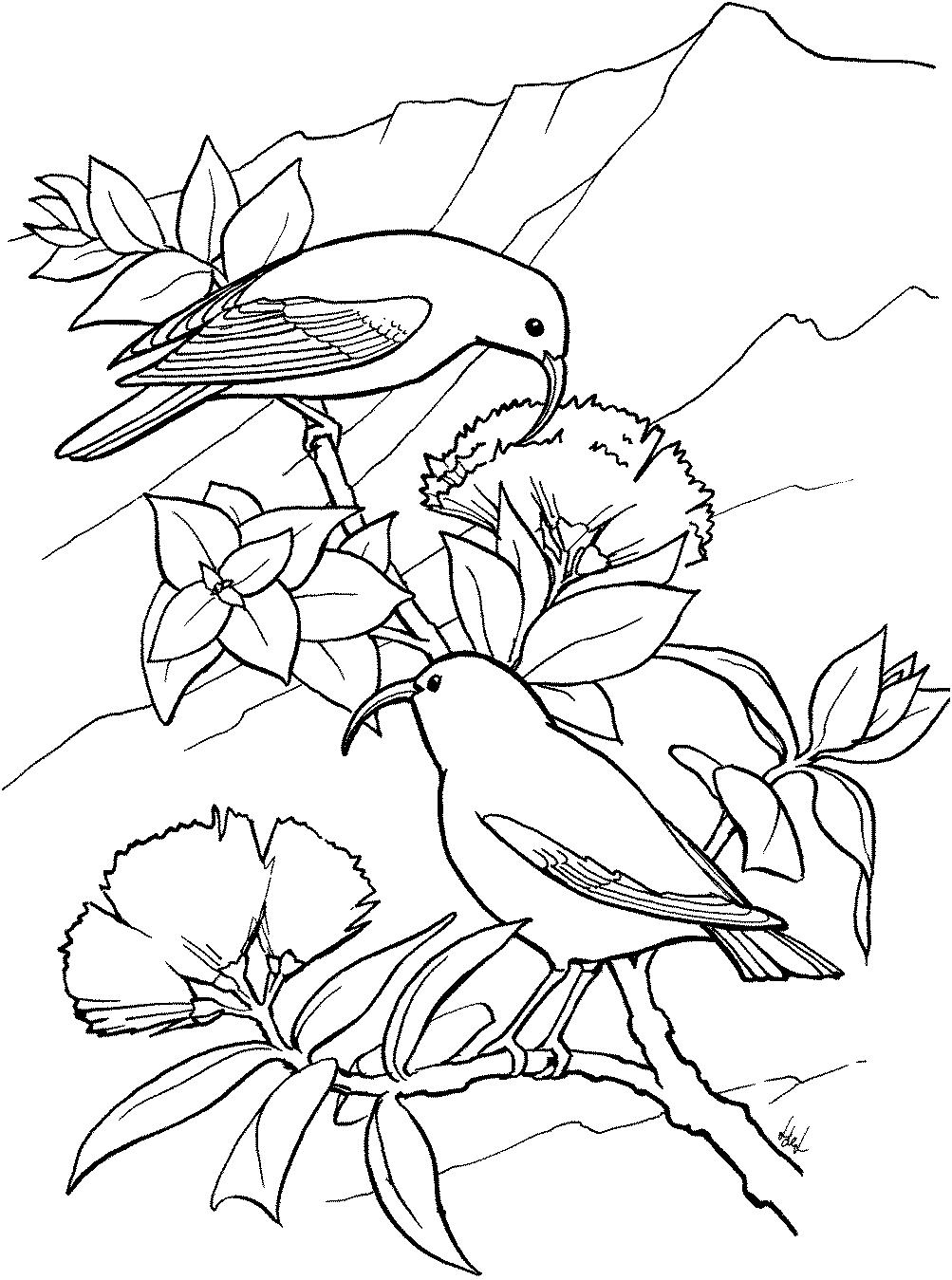 Раскраска Гавайская цветочница