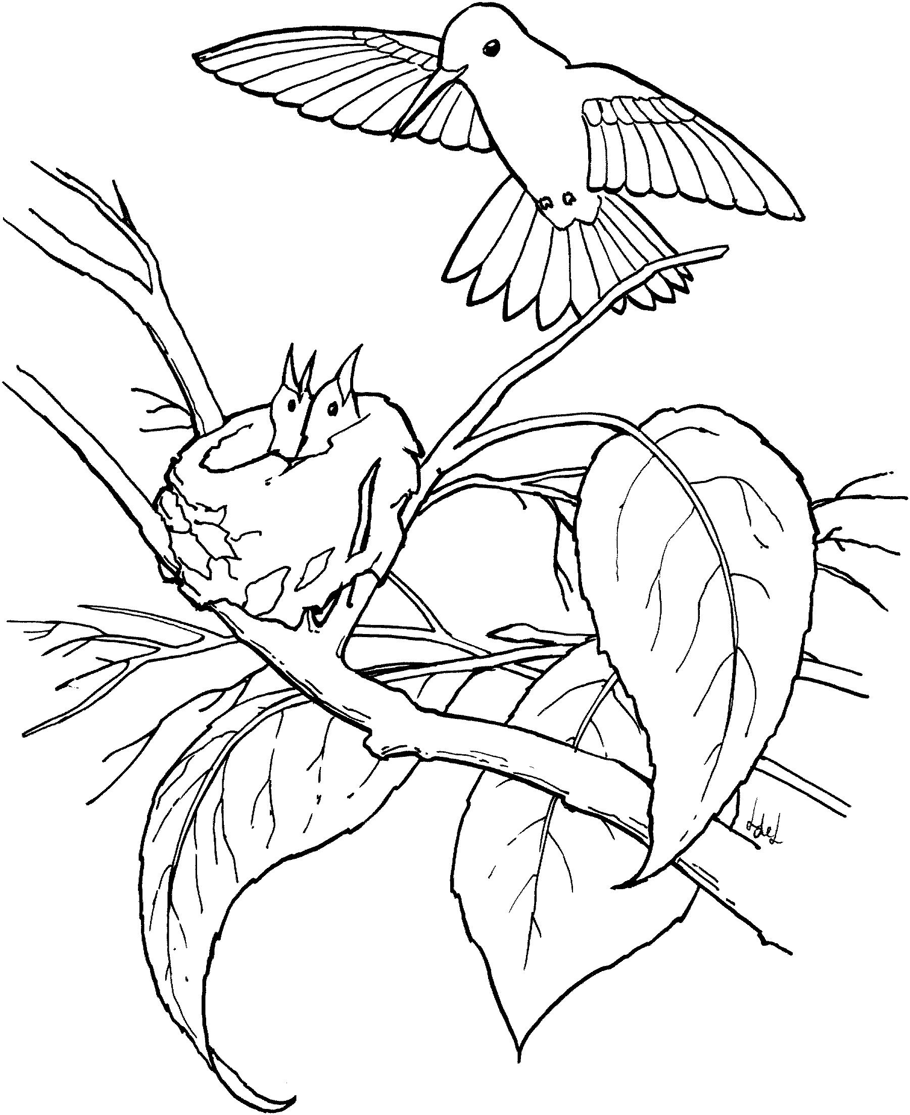 Раскраска Колибри с птенцами