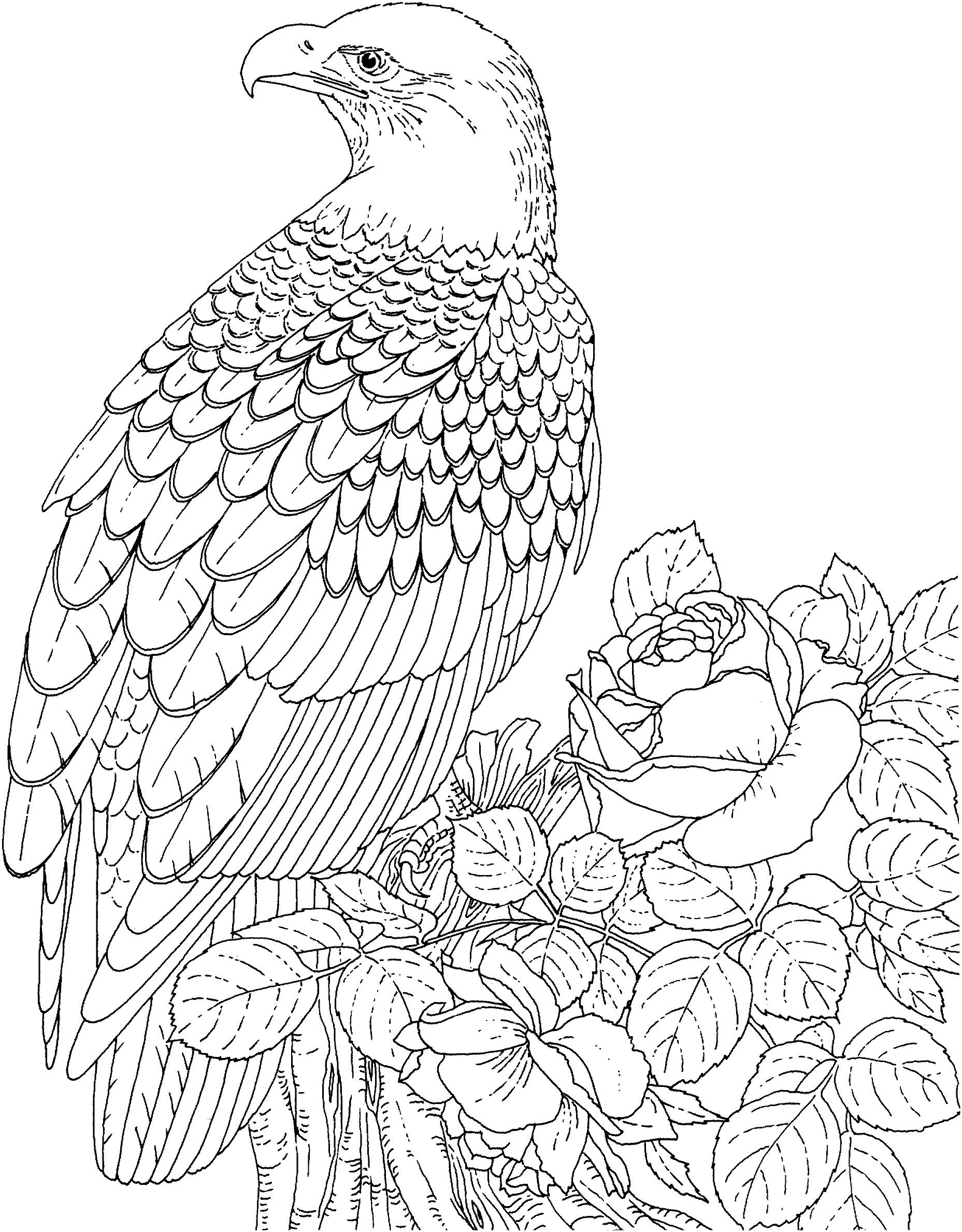 Раскраска Белоголовый орлан на кусте розы