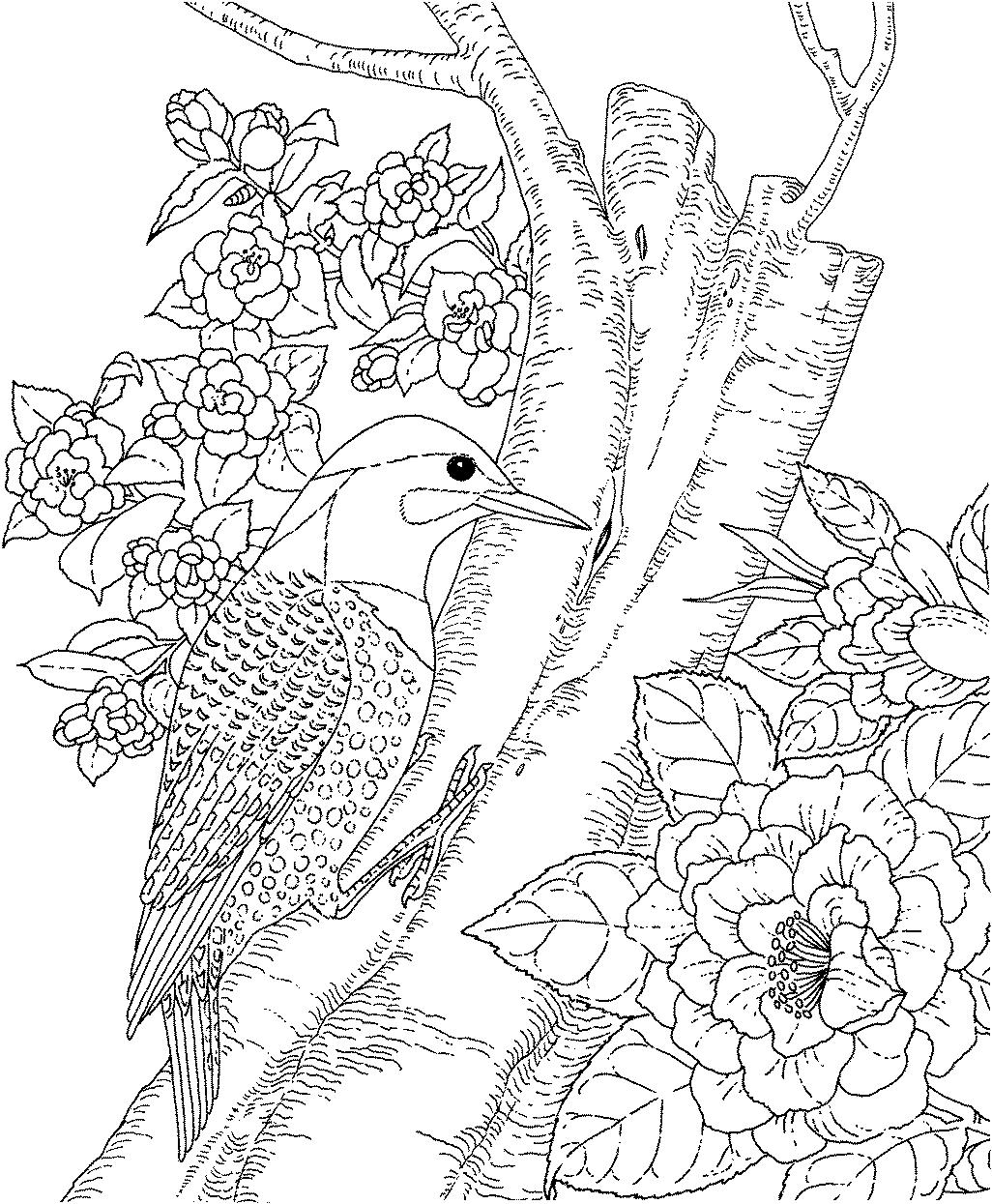 Раскраска Птица скворец на цветущем дереве