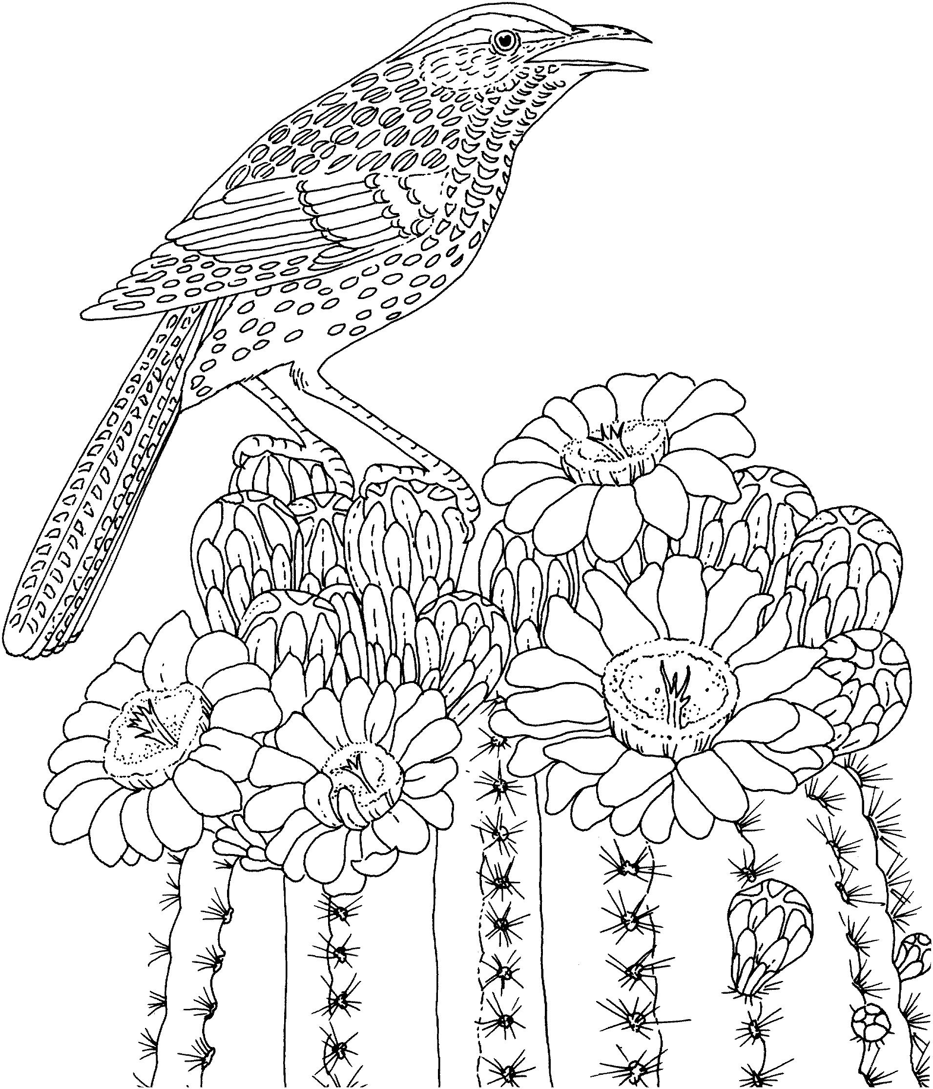Раскраска Птица на кактусе