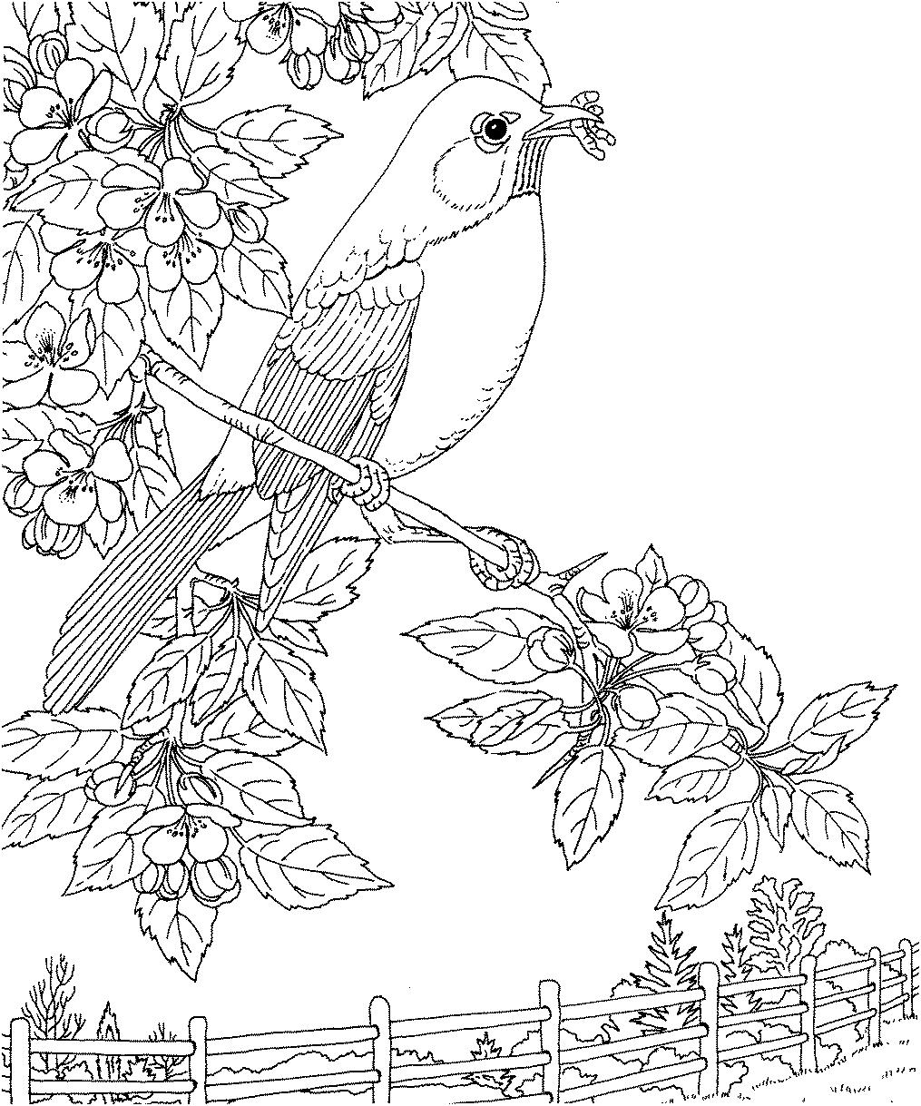 Раскраска Птица на весеннем дереве