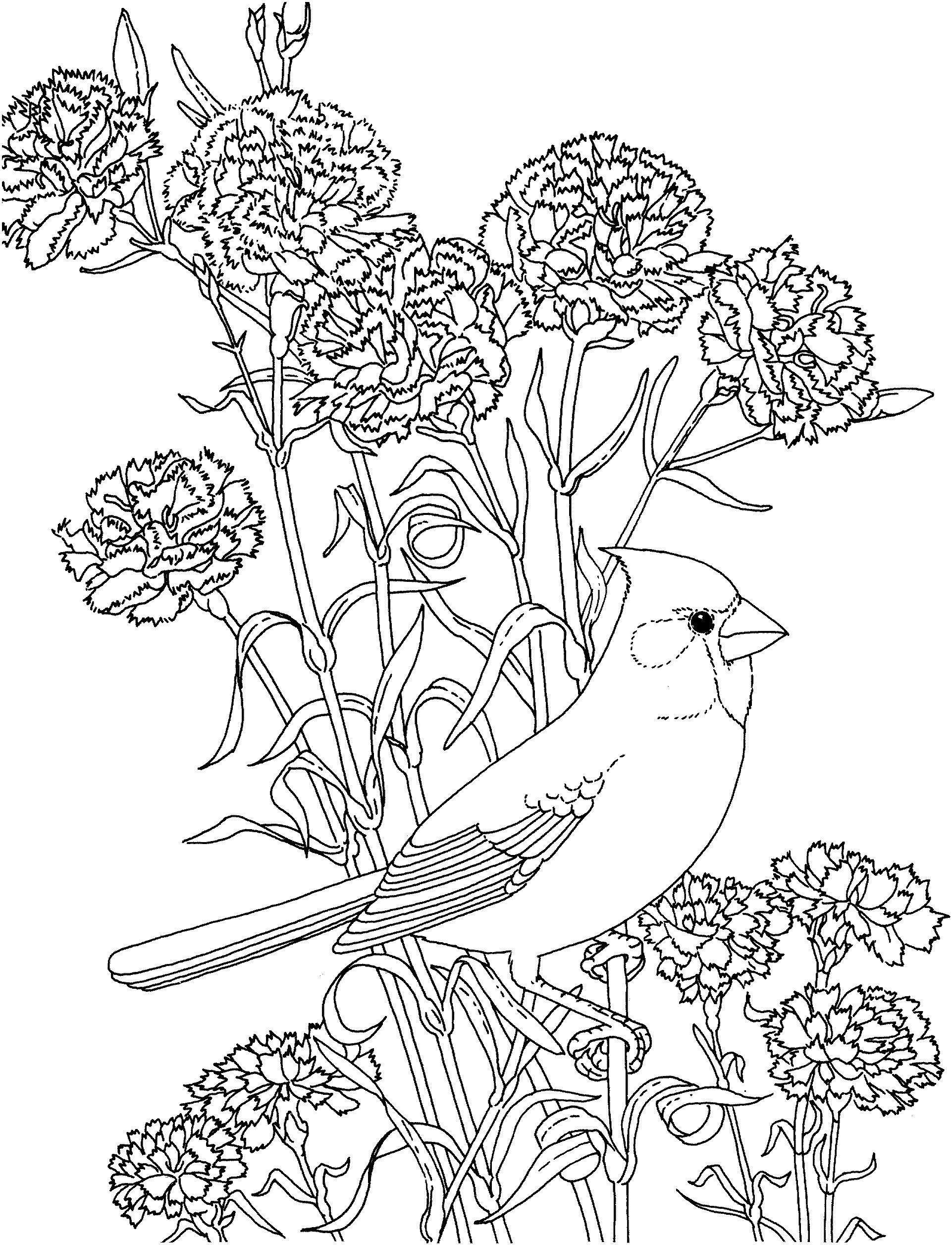 Раскраска Птица кардинал и цветы гвоздика