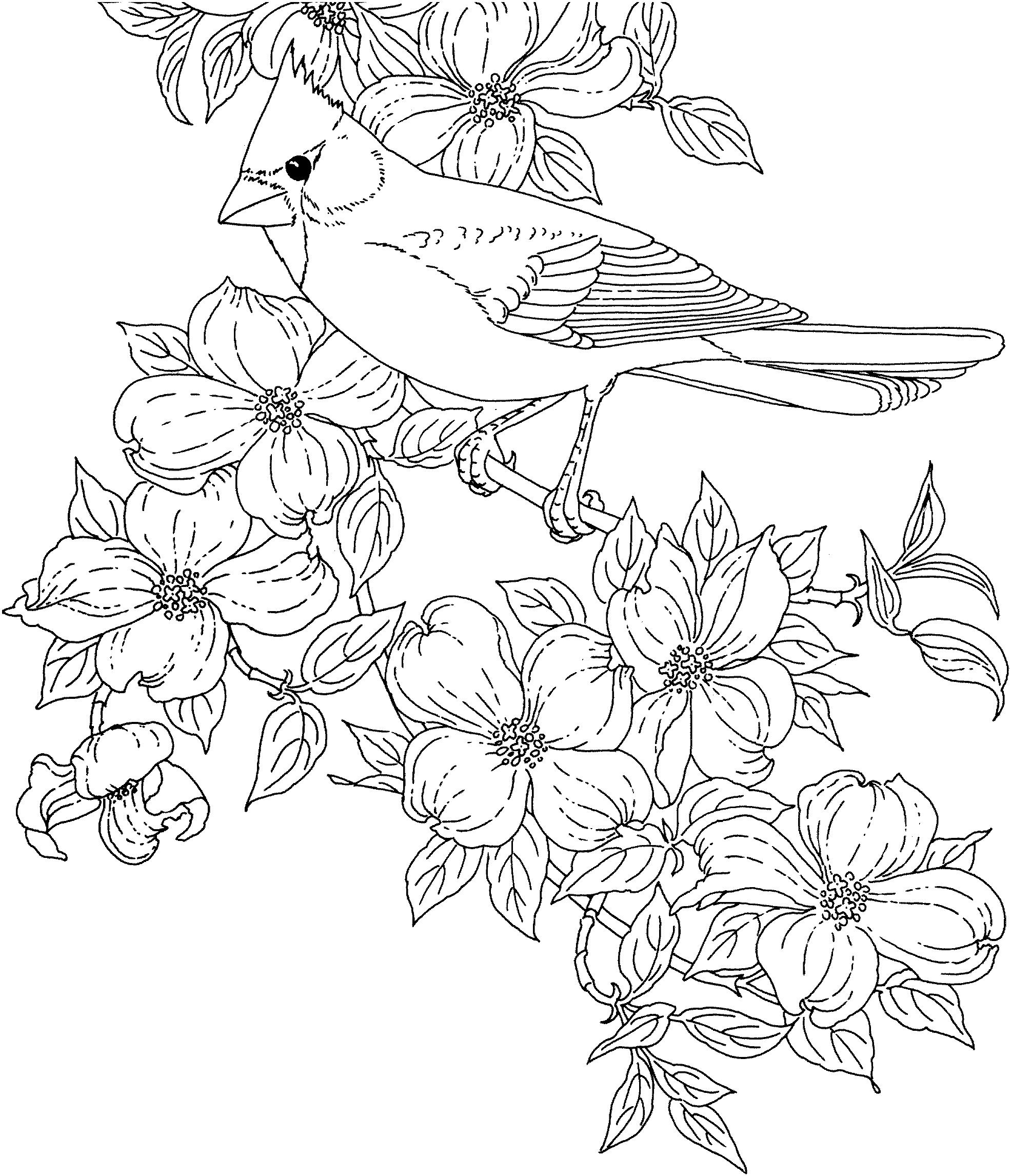 Раскраска Птица кардинал и цветущий кизил