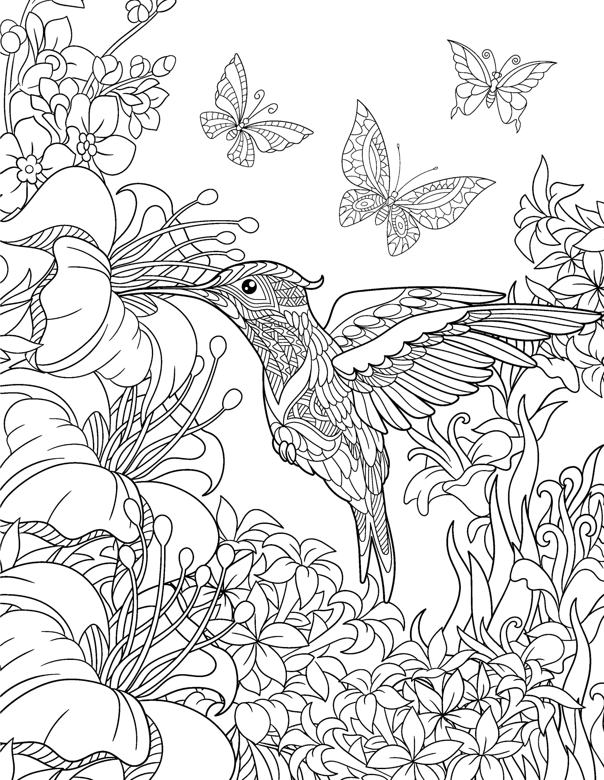 Раскраска Антистресс колибри, бабочки и цветы