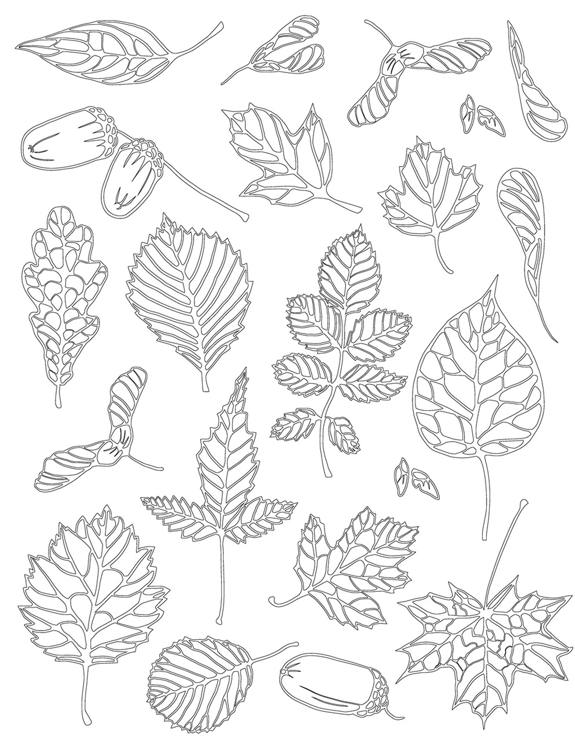 Раскраска Релакс листья и семена деревьев