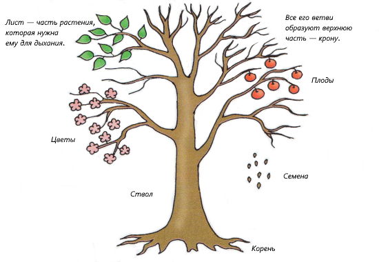 Детям о весне - дерево из чего состоит