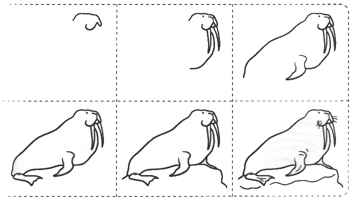 Рисуем моржа