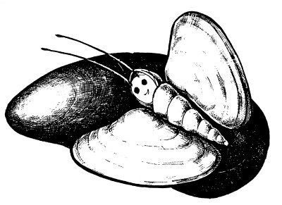 Бабочка из ракушек
