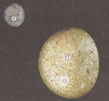 Планеты Плутон и Меркурий