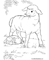 Раскраска Овца Коза