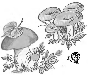 Загадки о грибах